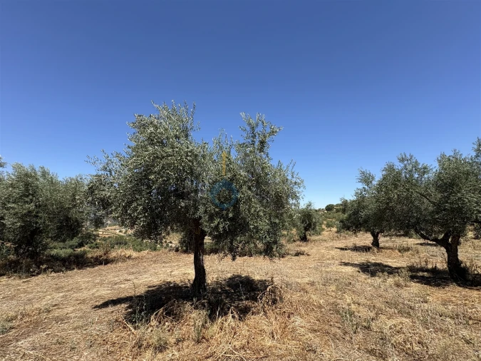 Terreno Agricola ou Rústico para Venda em Castro Vicente Foto 13