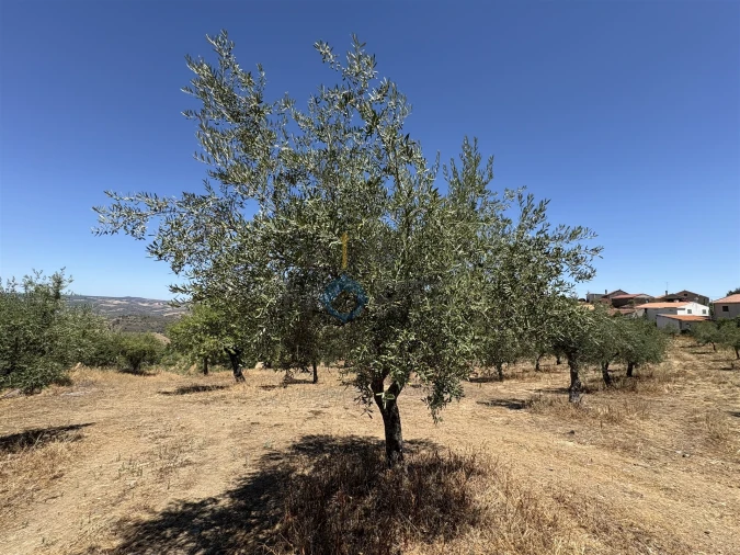 Terreno Agricola ou Rústico para Venda em Castro Vicente Foto 9