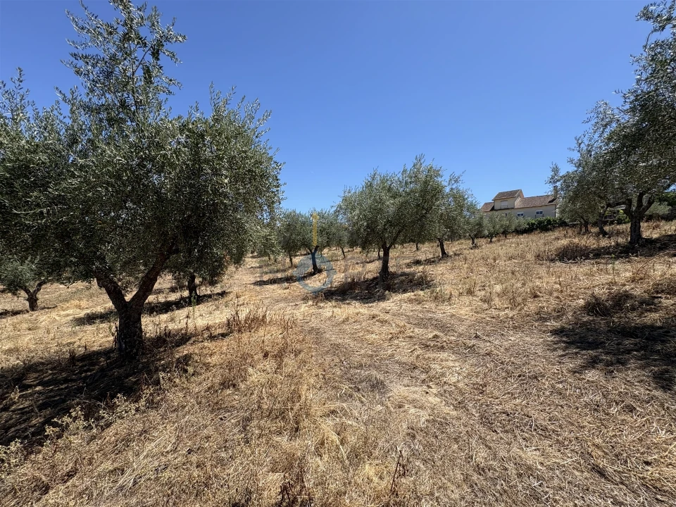 Terreno Agricola ou Rústico para Venda em Castro Vicente Foto 10
