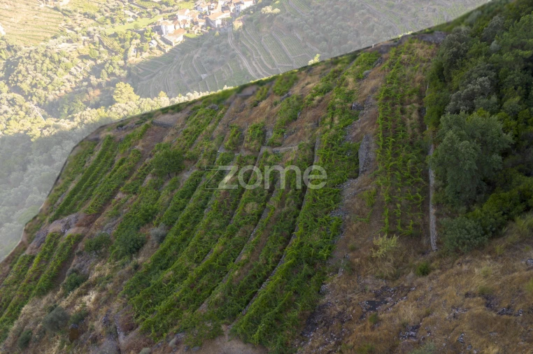 Terreno para Venda em Provesende, Gouvães Douro, São Cristóvão Douro Foto 5
