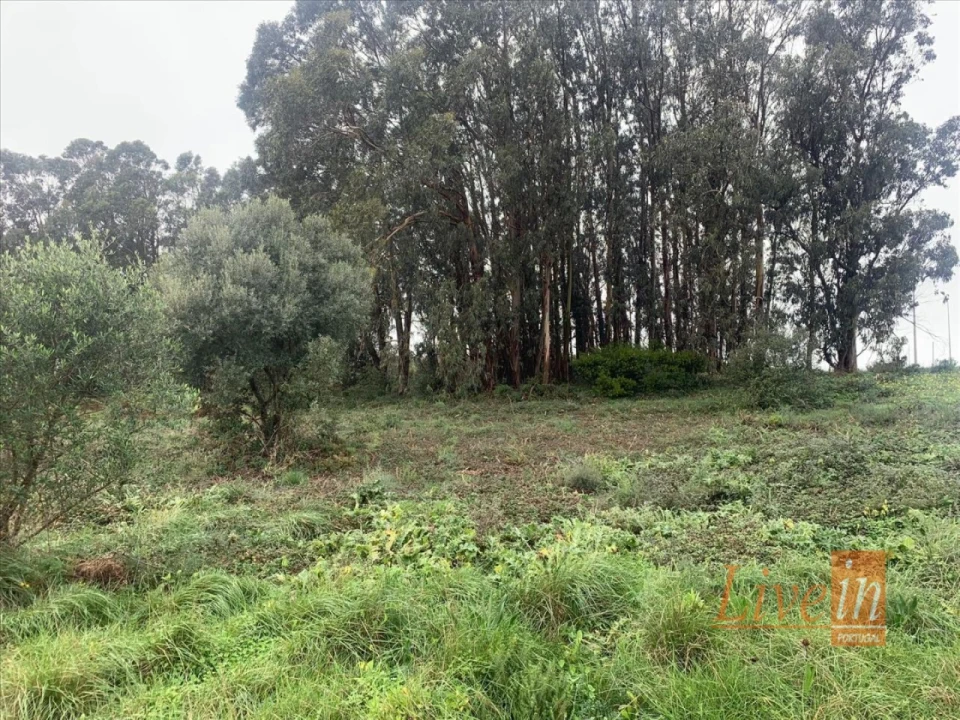 Terreno Agricola ou Rústico para Venda em Santa Maria e São Miguel, São Martinho, São Pedro Penaferrim Foto 7
