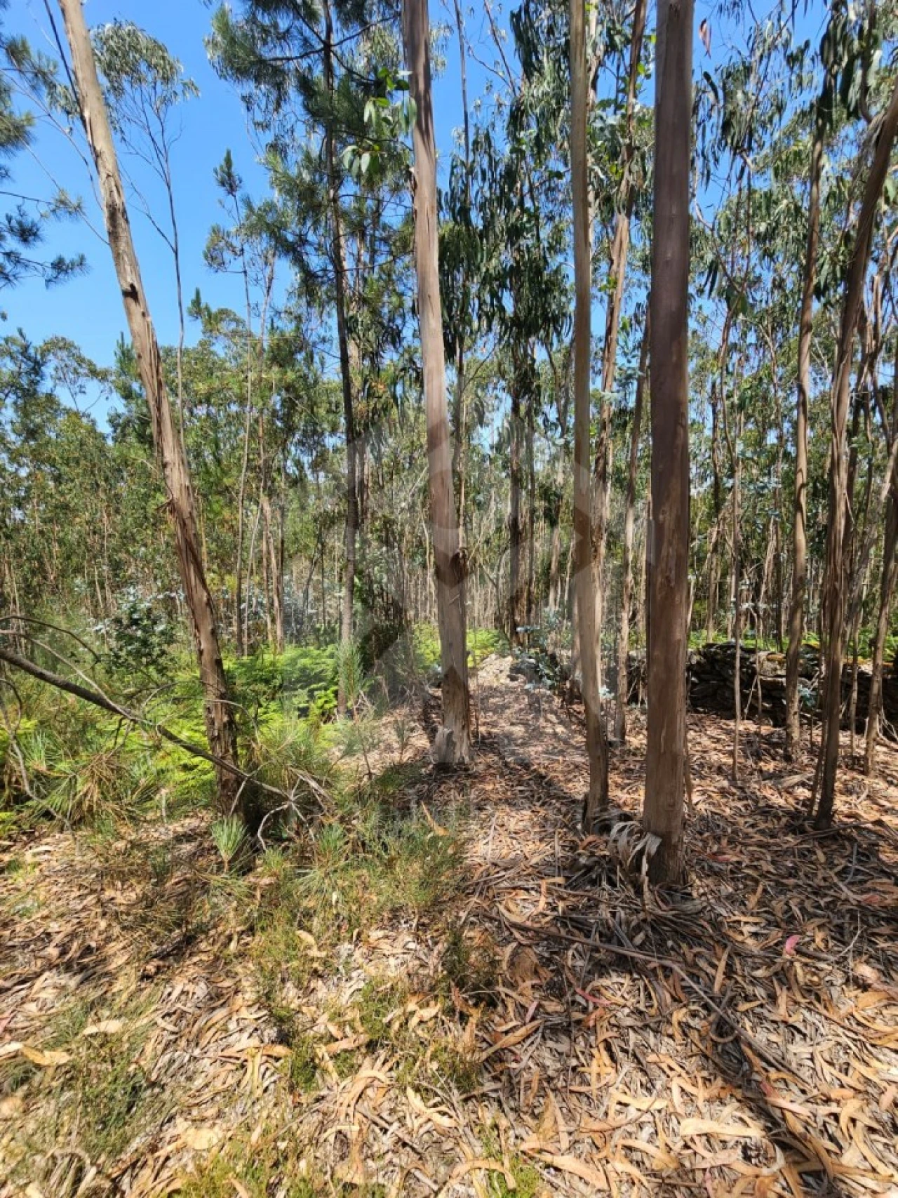 Terreno Agricola ou Rústico para Venda em Fornelo e Vairão Foto 1