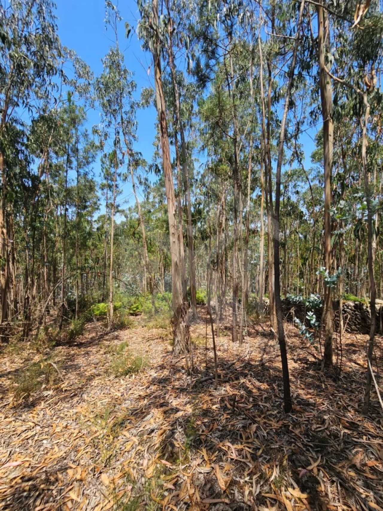 Terreno Agricola ou Rústico para Venda em Fornelo e Vairão Foto 4
