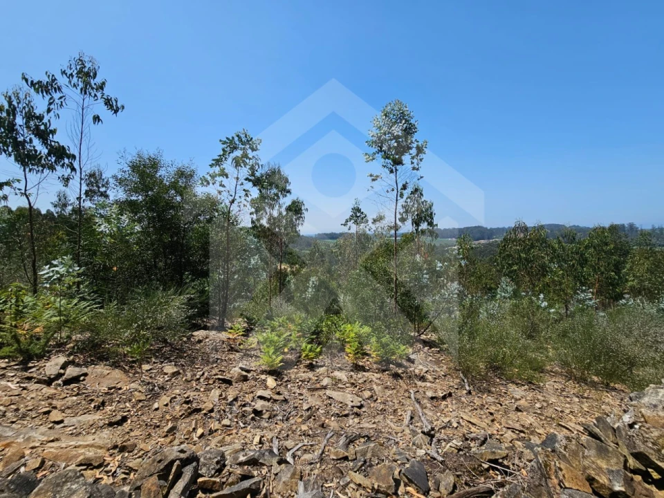 Terreno Agricola ou Rústico para Venda em Fornelo e Vairão Foto 6