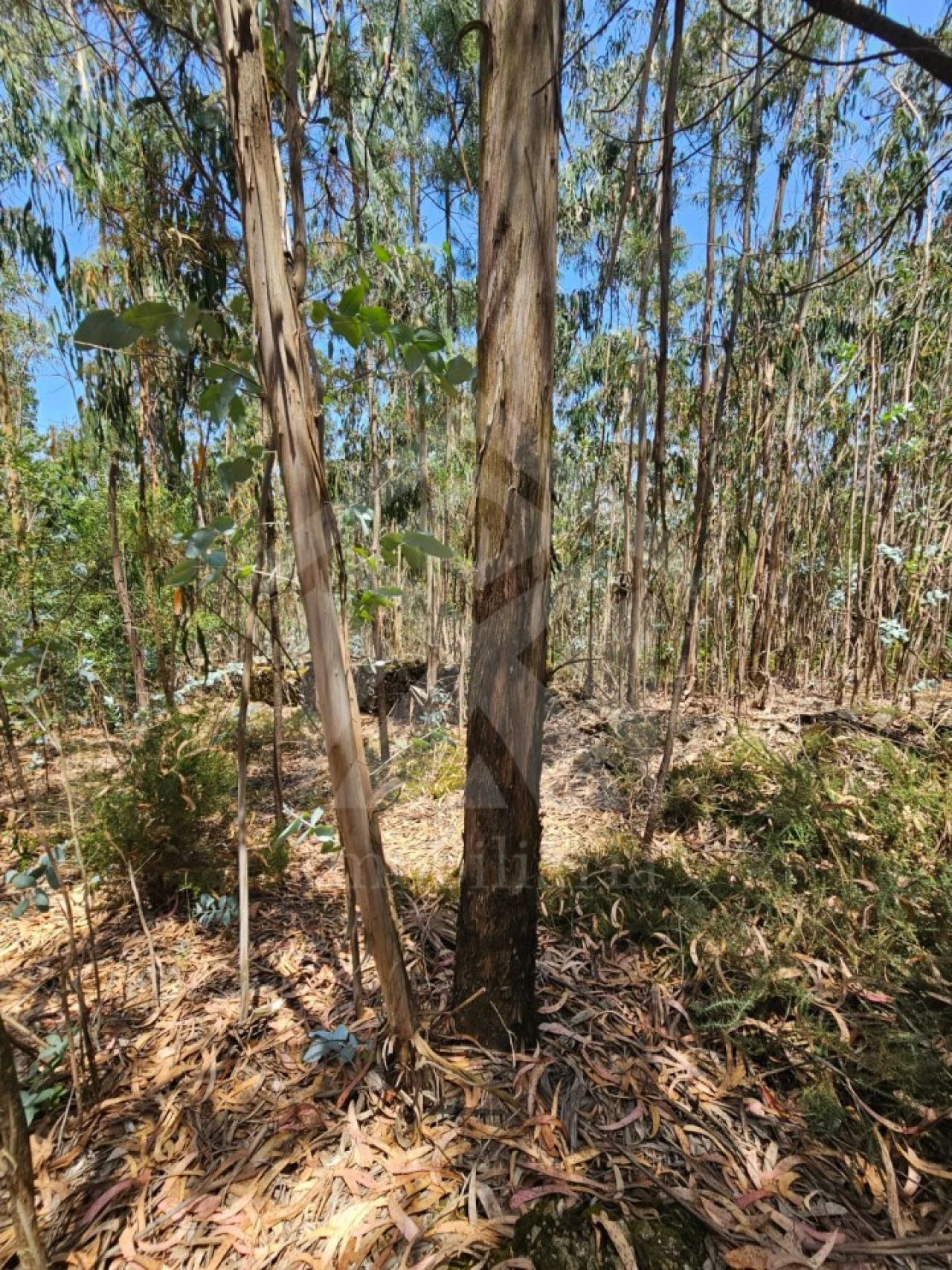 Terreno Agricola ou Rústico para Venda em Fornelo e Vairão Foto 8