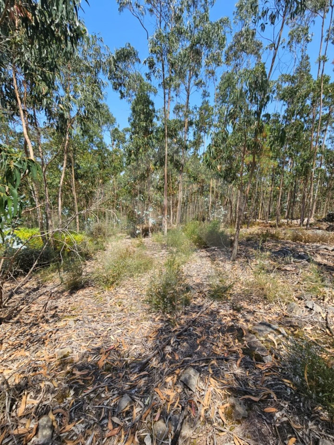 Terreno Agricola ou Rústico para Venda em Fornelo e Vairão Foto 11