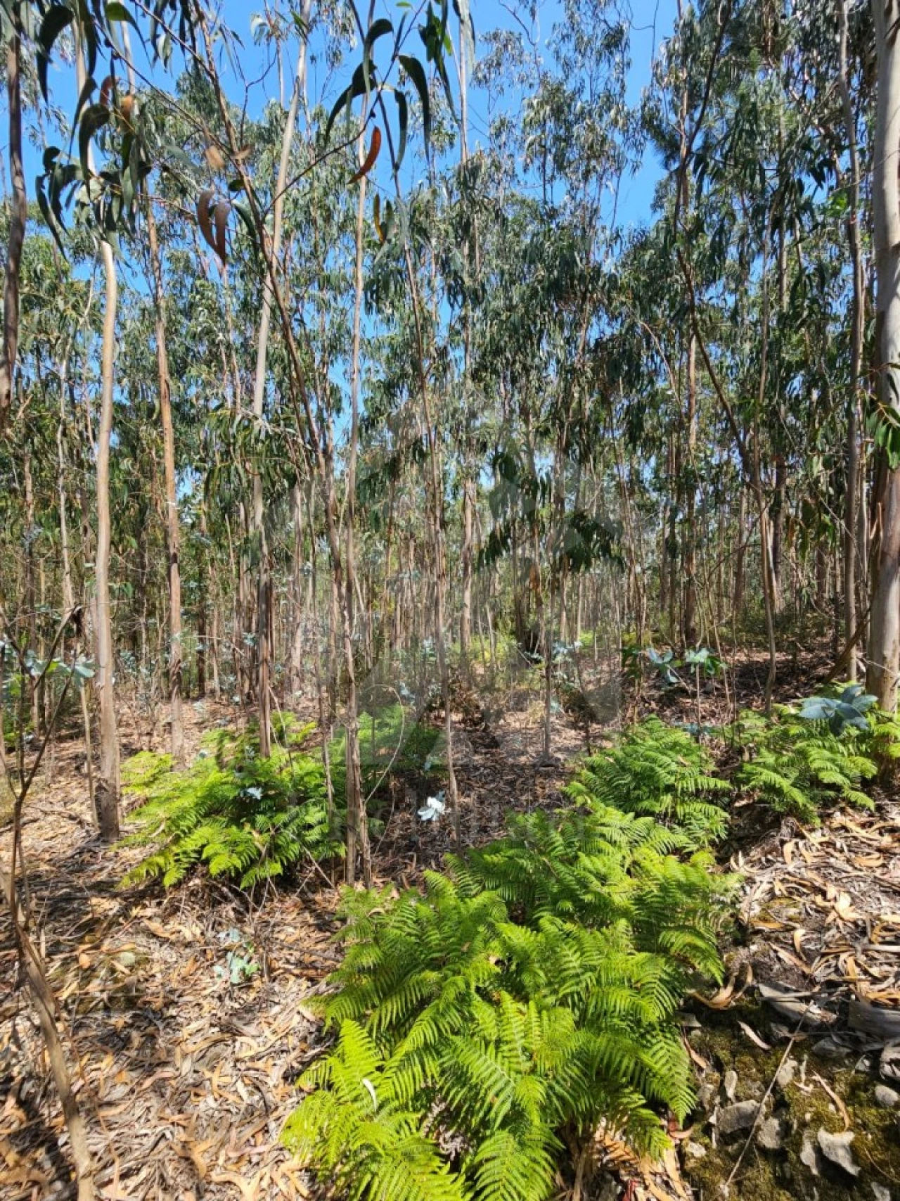 Terreno Agricola ou Rústico para Venda em Fornelo e Vairão Foto 20