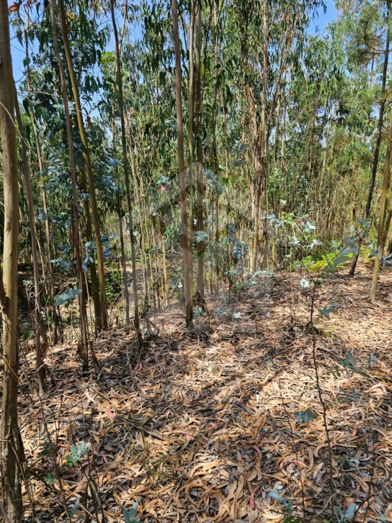 Terreno Agricola ou Rústico para Venda em Fornelo e Vairão Foto 22