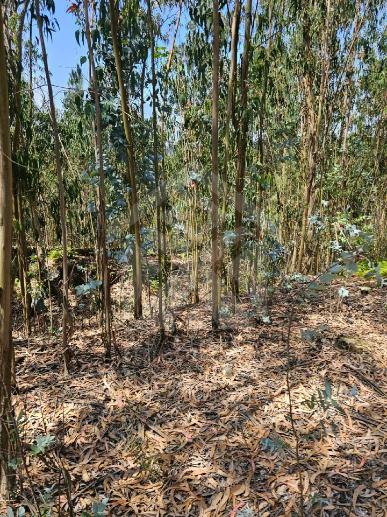 Terreno Agricola ou Rústico para Venda em Fornelo e Vairão Foto 23