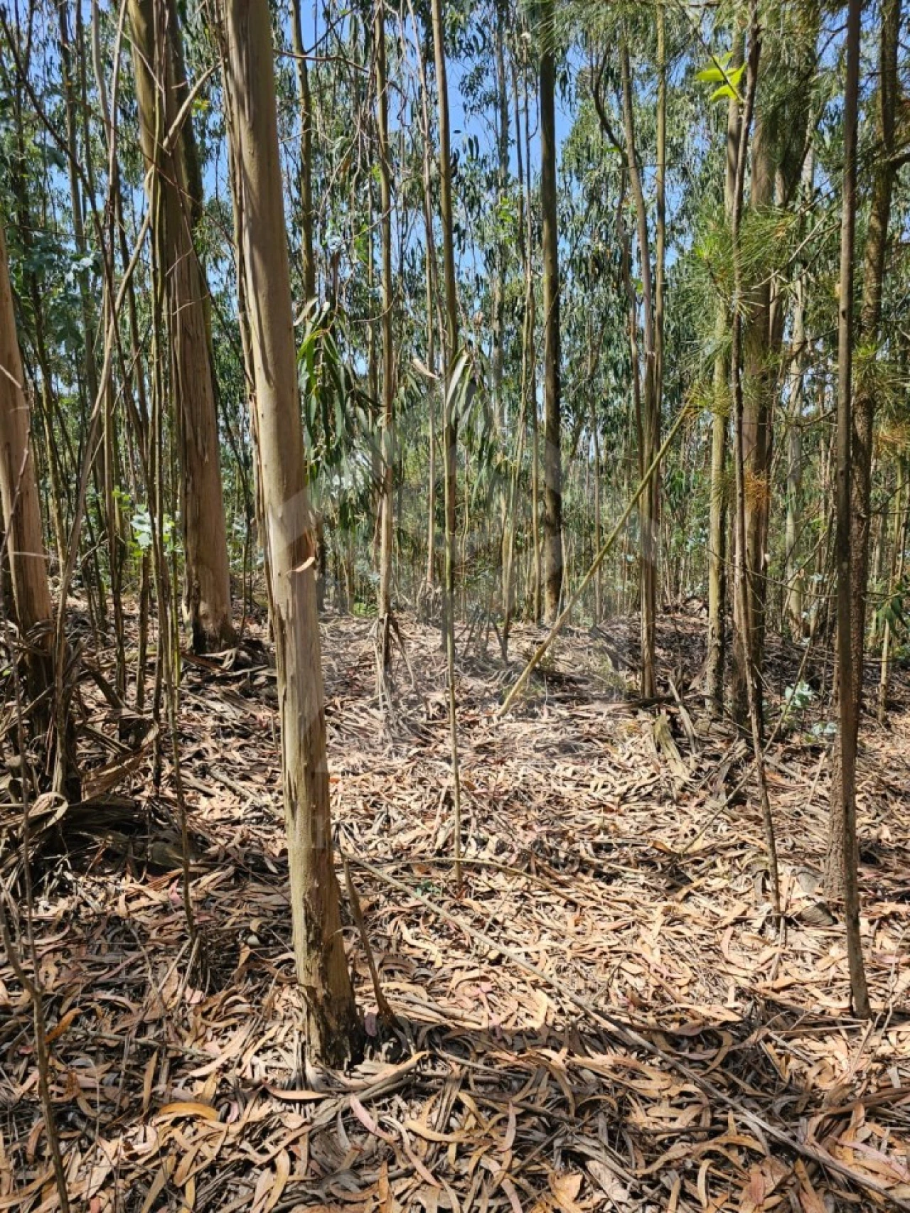 Terreno Agricola ou Rústico para Venda em Fornelo e Vairão Foto 24
