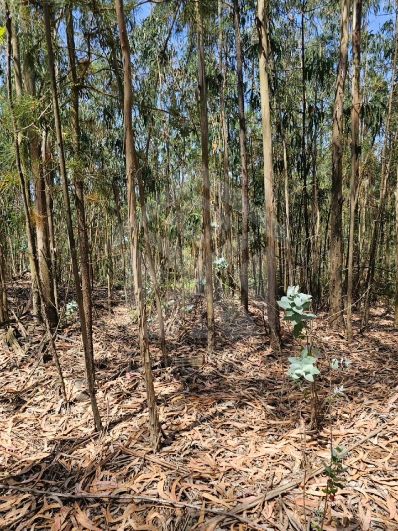 Terreno Agricola ou Rústico para Venda em Fornelo e Vairão Foto 25