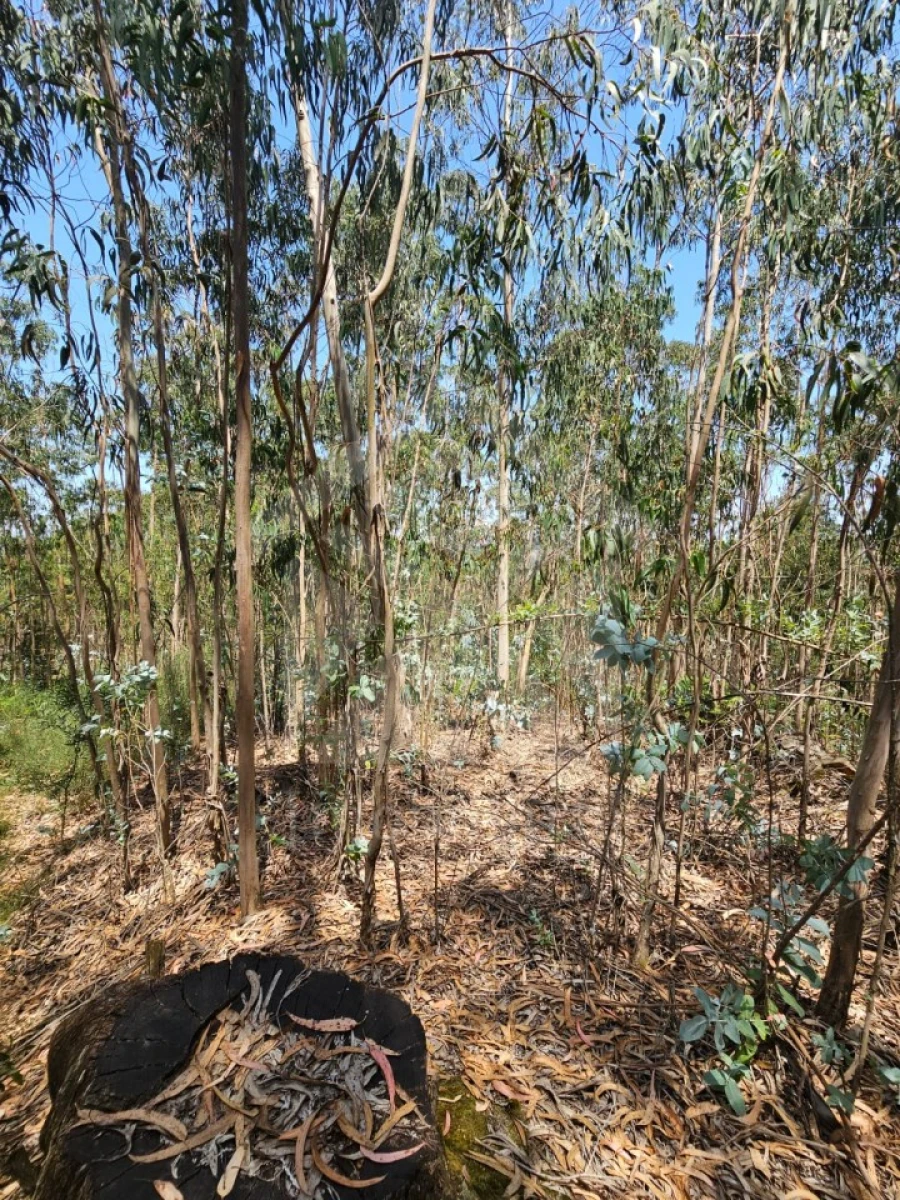 Terreno Agricola ou Rústico para Venda em Fornelo e Vairão Foto 3
