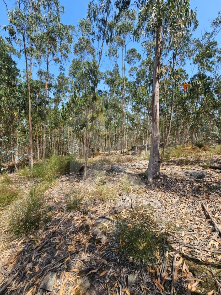 Terreno Agricola ou Rústico para Venda em Fornelo e Vairão Foto 10
