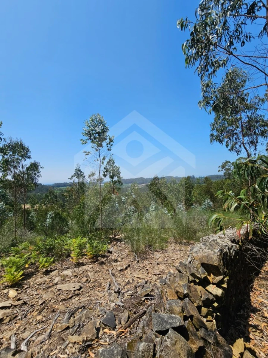 Terreno Agricola ou Rústico para Venda em Fornelo e Vairão Foto 12