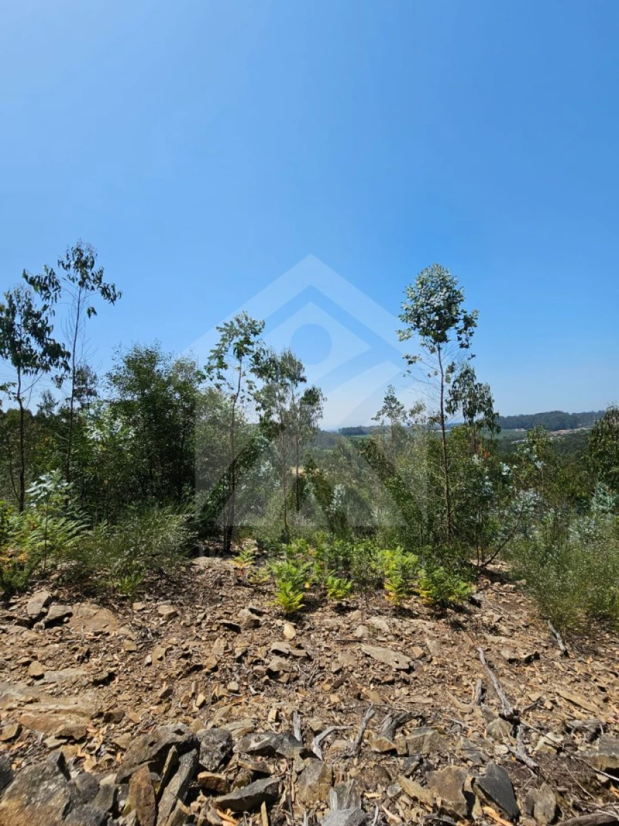 Terreno Agricola ou Rústico para Venda em Fornelo e Vairão Foto 13