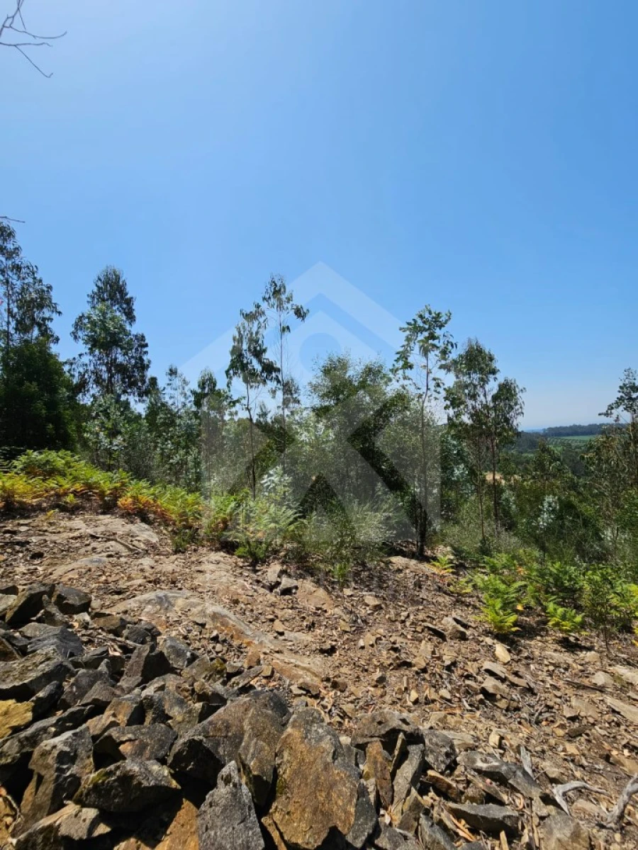 Terreno Agricola ou Rústico para Venda em Fornelo e Vairão Foto 15