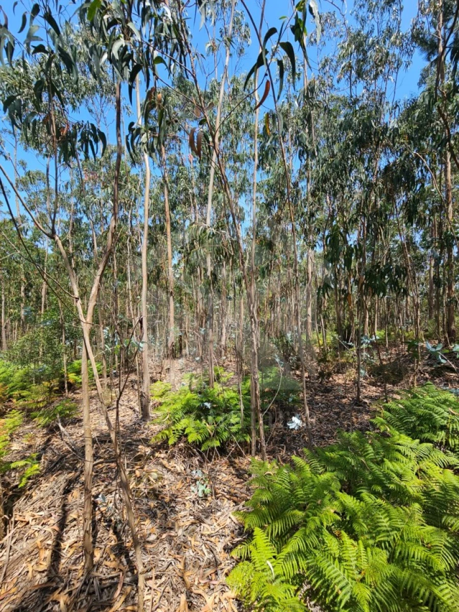 Terreno Agricola ou Rústico para Venda em Fornelo e Vairão Foto 19