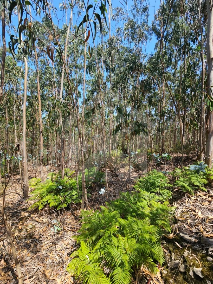 Terreno Agricola ou Rústico para Venda em Fornelo e Vairão Foto 20
