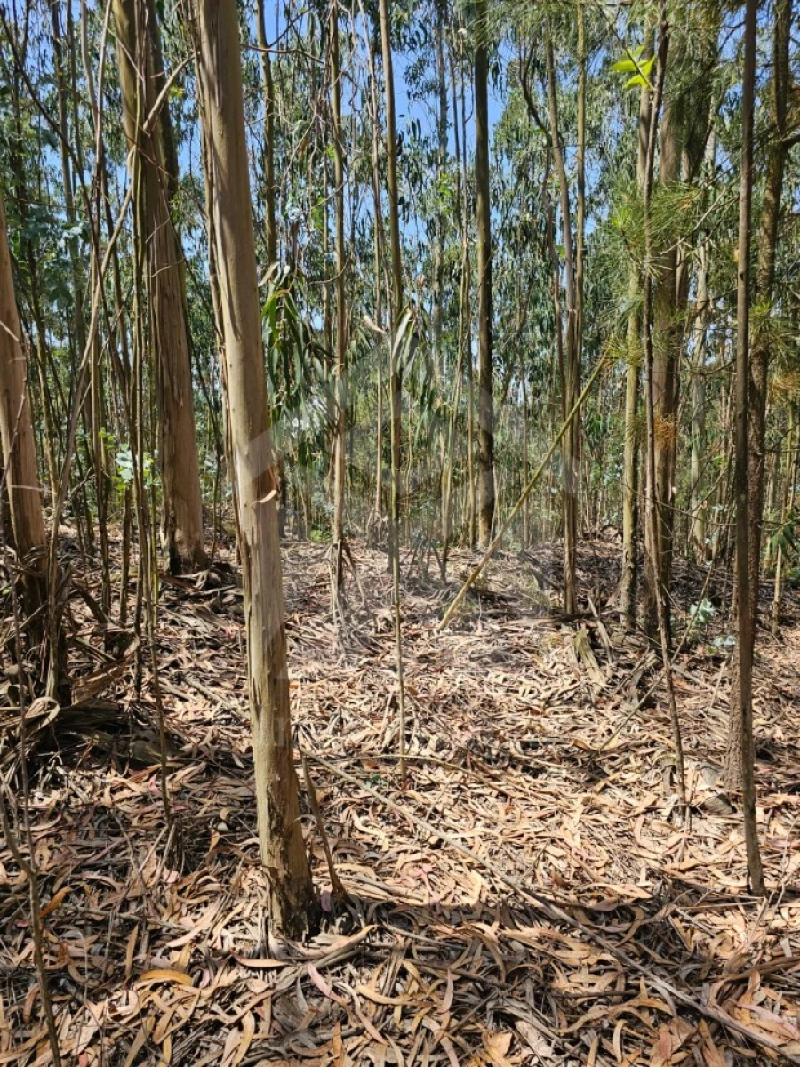 Terreno Agricola ou Rústico para Venda em Fornelo e Vairão Foto 24