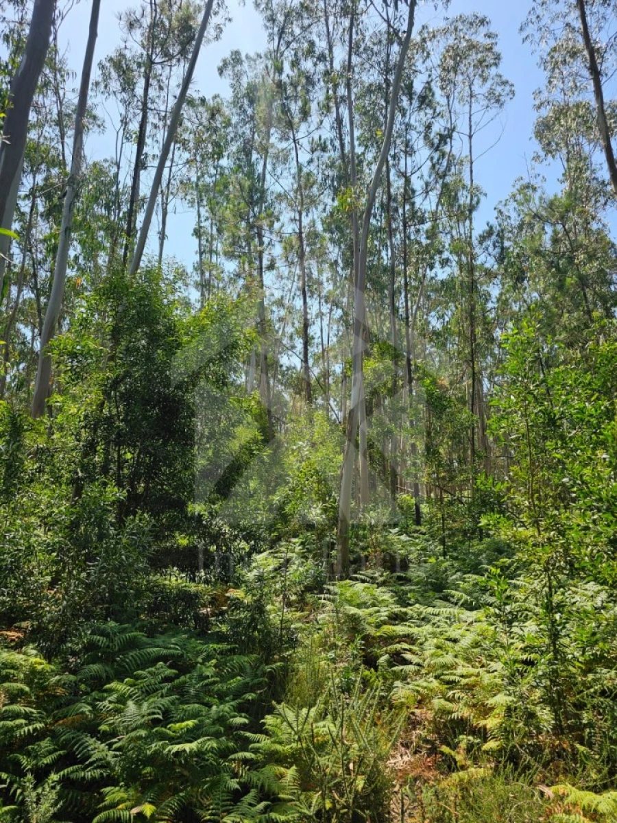 Terreno Agricola ou Rústico para Venda em Fornelo e Vairão Foto 26