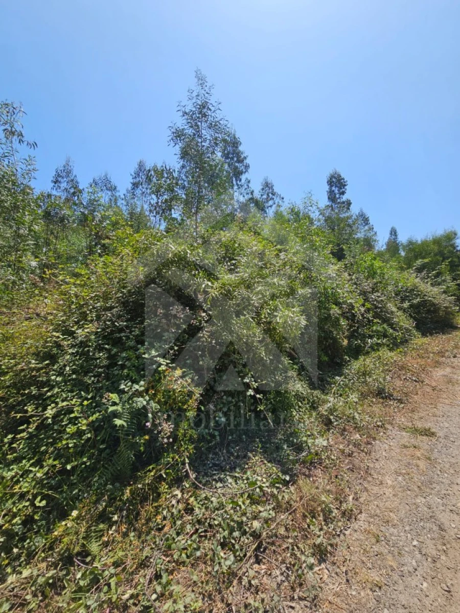 Terreno Agricola ou Rústico para Venda em Fornelo e Vairão Foto 30