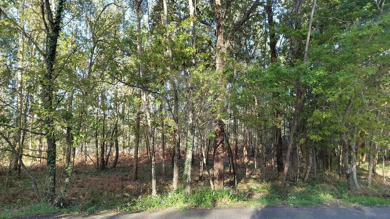 Terreno para Venda em Macieira de Cambra Foto 10