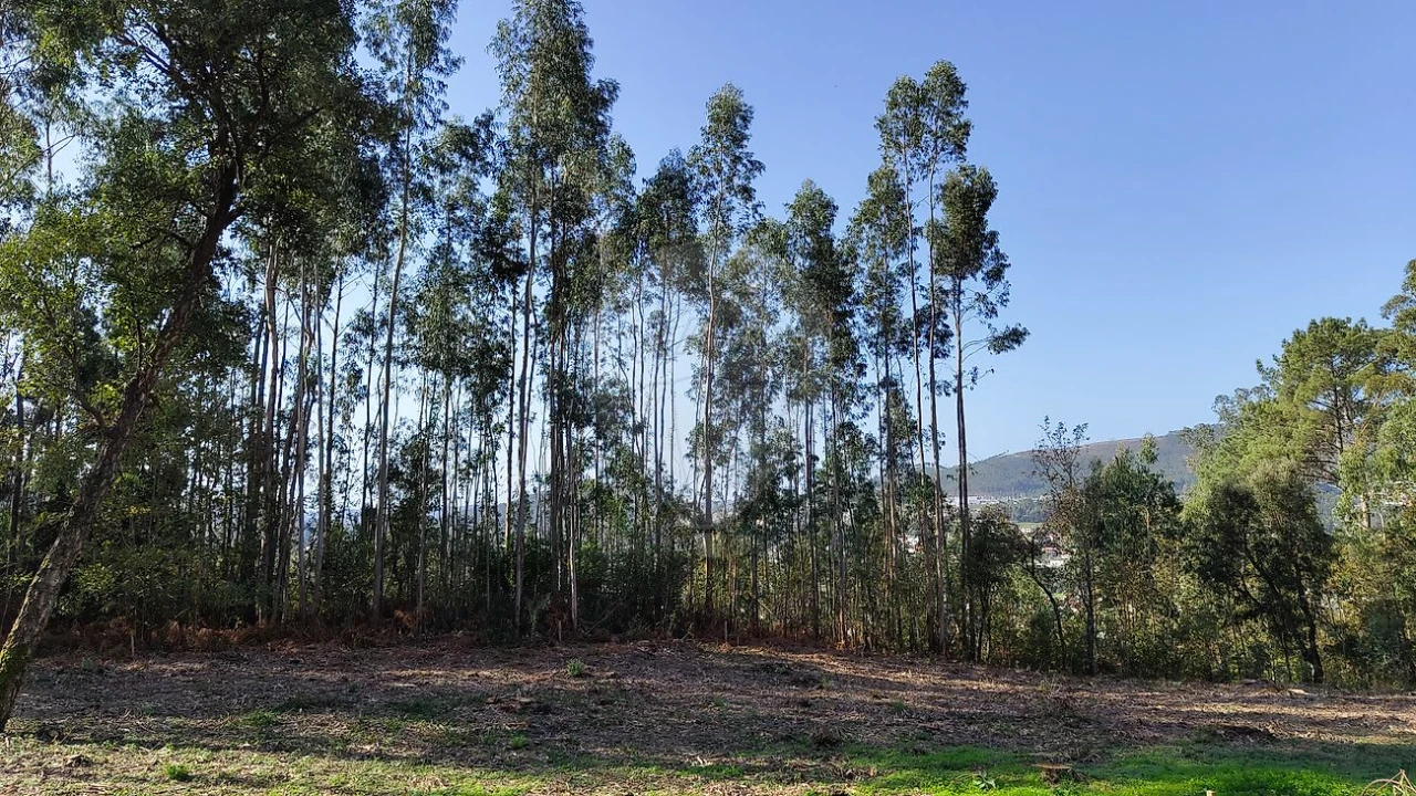 Terreno para Venda em Macieira de Cambra Foto 3