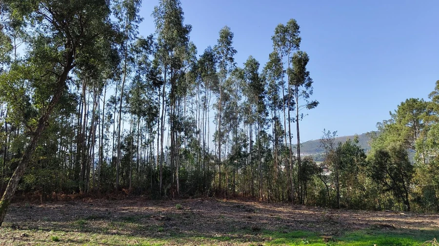 Terreno para Venda em Macieira de Cambra Foto 3