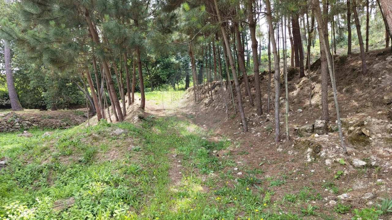 Terreno para Venda em Pinheiro da Bemposta, Travanca e Palmaz Foto 4