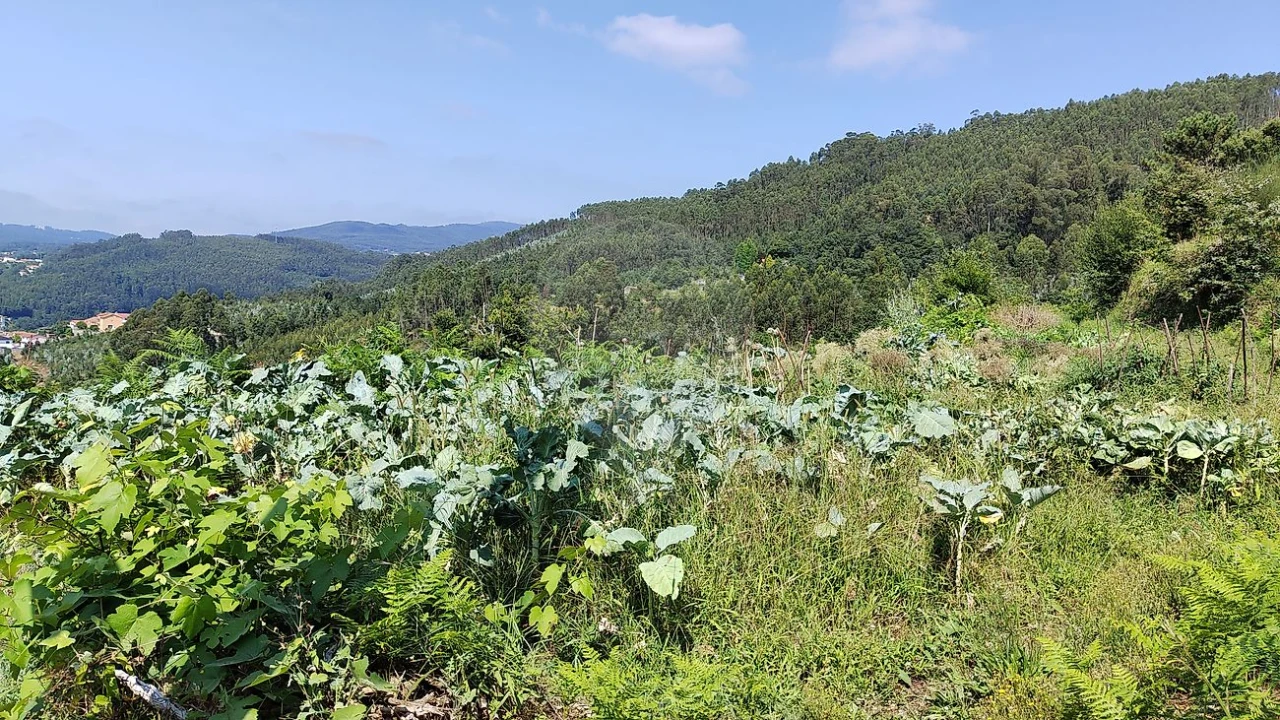 Terreno para Venda em São Pedro de Castelões Foto 9