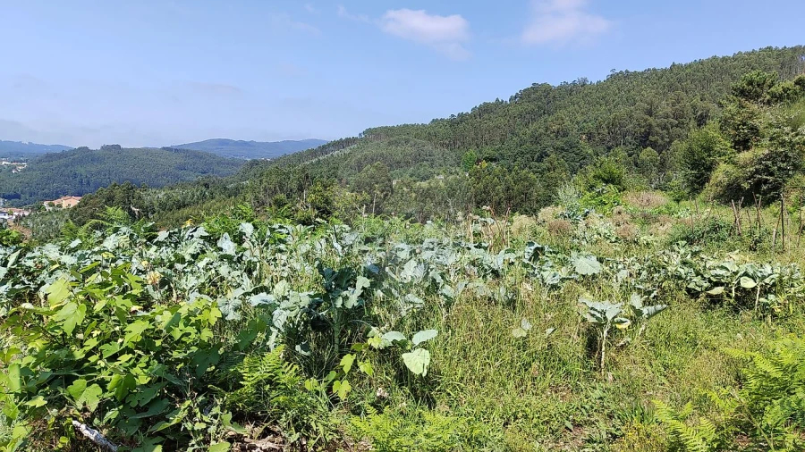 Terreno para Venda em São Pedro de Castelões Foto 9