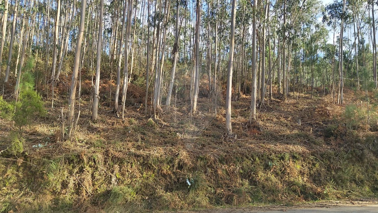 Terreno para Venda em Ossela Foto 3