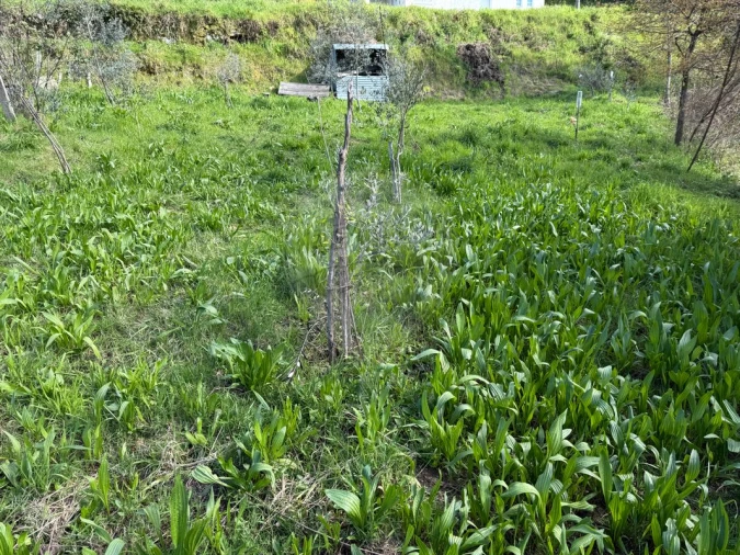 Terreno para Venda em Macieira de Cambra Foto 7