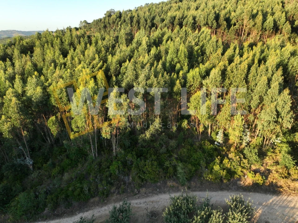 Terreno Agricola ou Rústico para Venda em Azueira e Sobral da Abelheira Foto 8