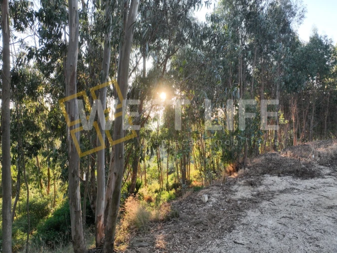 Terreno Agricola ou Rústico para Venda em Azueira e Sobral da Abelheira Foto 10