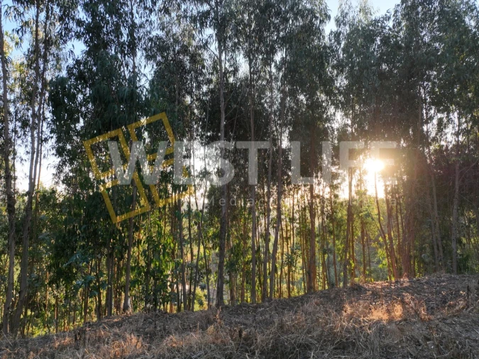 Terreno Agricola ou Rústico para Venda em Azueira e Sobral da Abelheira Foto 12