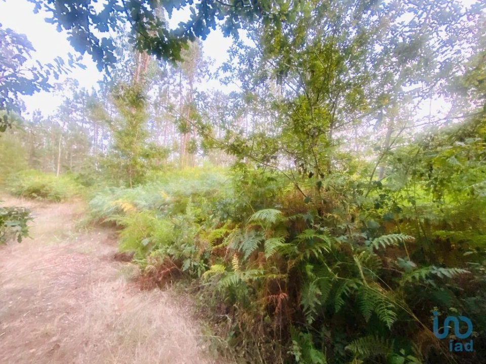 Terreno para Venda em Sapardos Foto 5