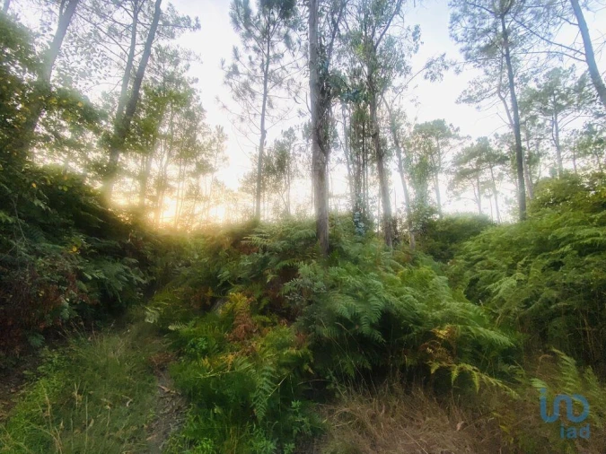 Terreno para Venda em Sapardos Foto 4