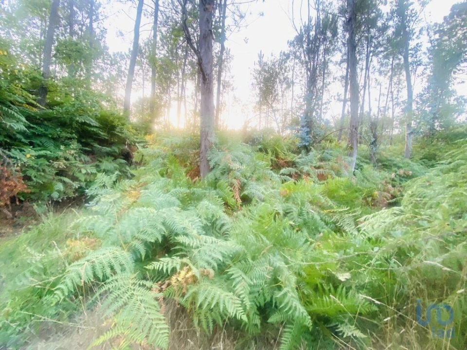 Terreno para Venda em Sapardos Foto 3