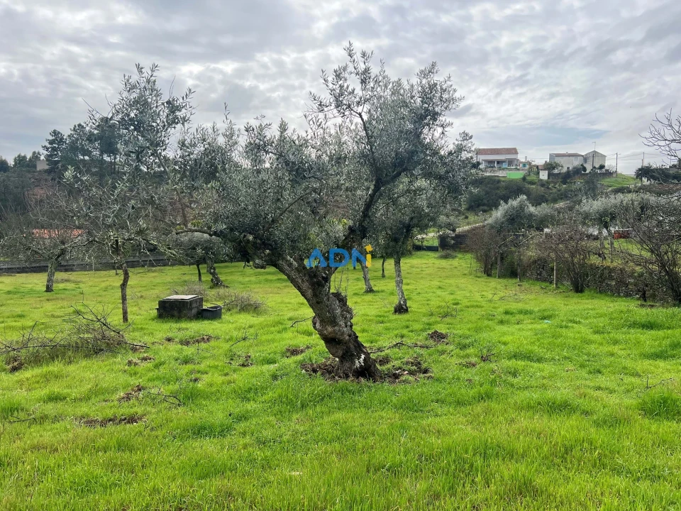 Quinta para Venda em Castelo Branco Foto 23