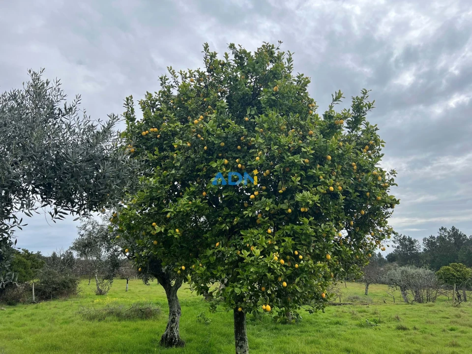 Quinta para Venda em Castelo Branco Foto 17