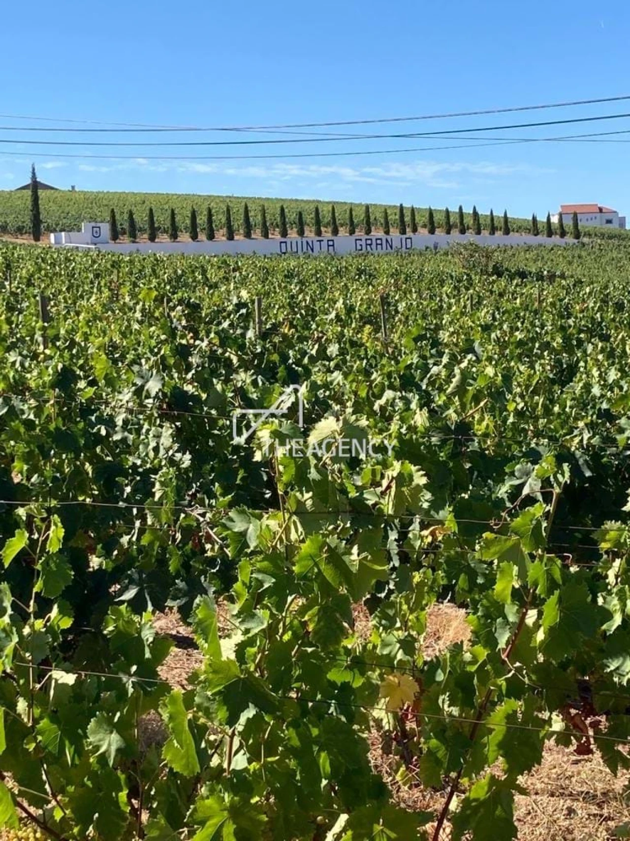Terreno para Venda em Alijo Foto 1