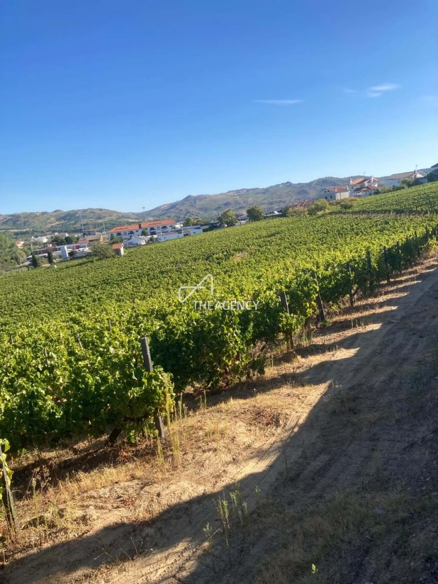 Terreno para Venda em Alijo Foto 26