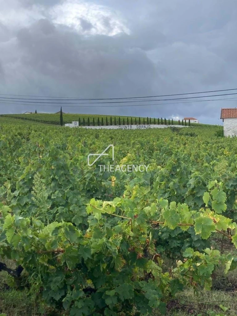 Terreno para Venda em Alijo Foto 5