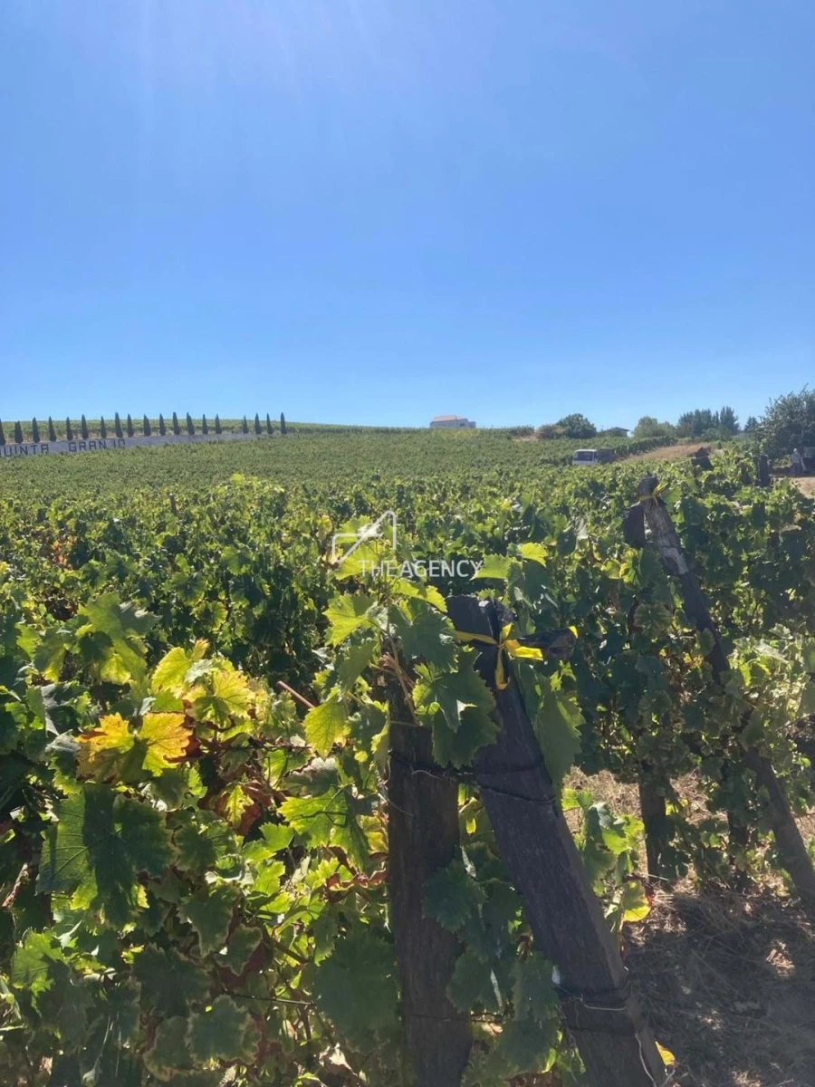 Terreno para Venda em Alijo Foto 27