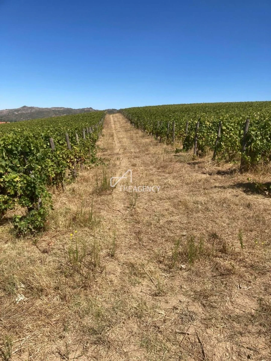 Terreno para Venda em Alijo Foto 18