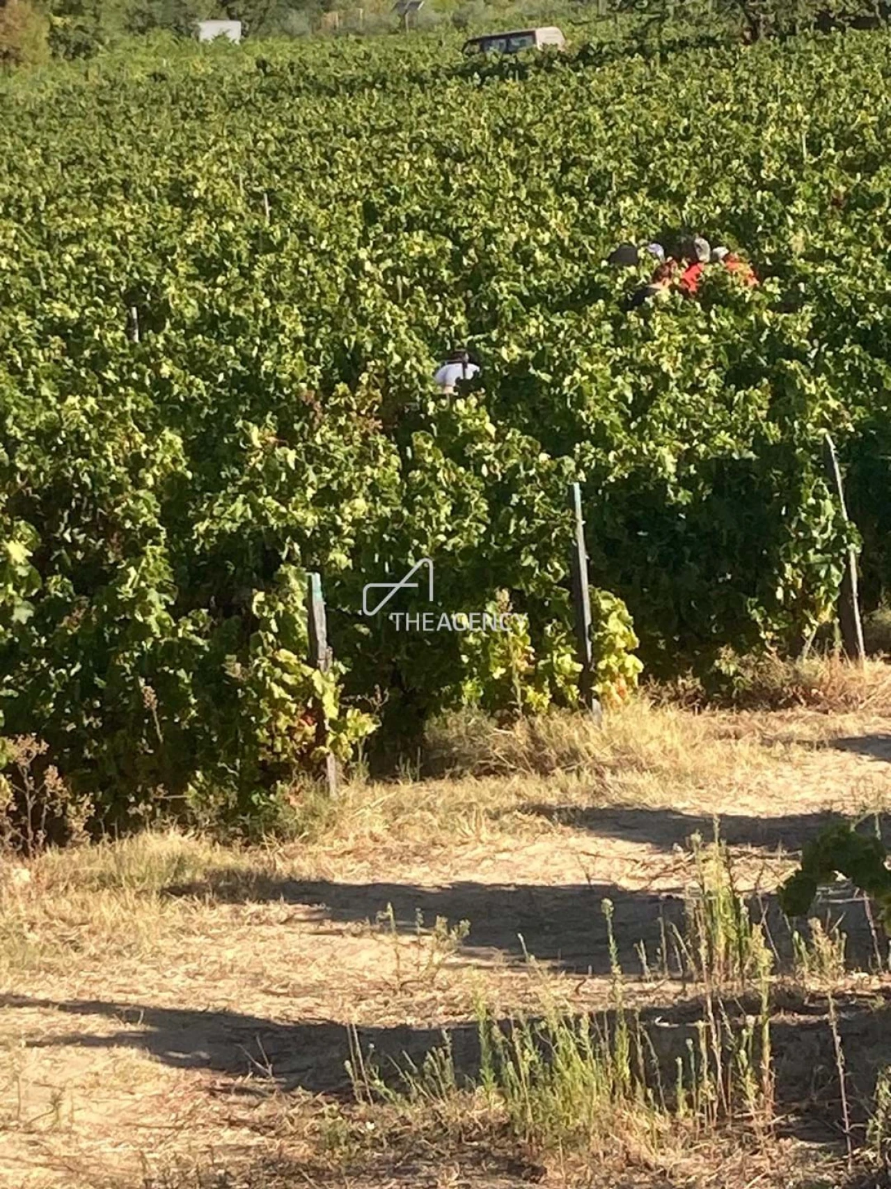 Terreno para Venda em Alijo Foto 19