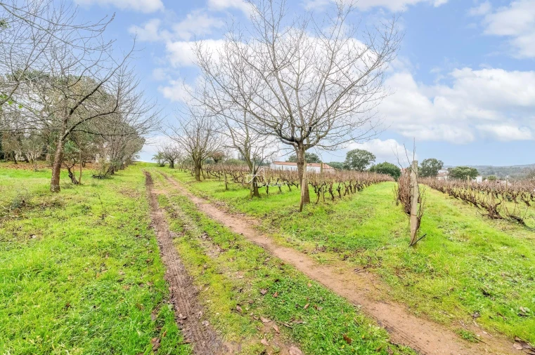 Quinta para Venda em Ferreira do Zezere Foto 8
