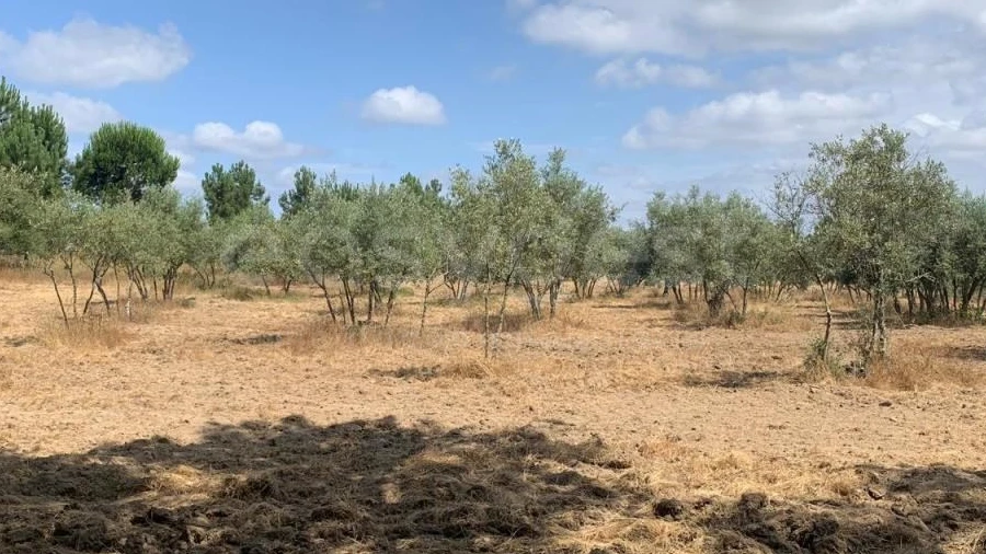 Terreno Agricola ou Rústico para Venda em Atalaia e Alto Estanqueiro-Jardia