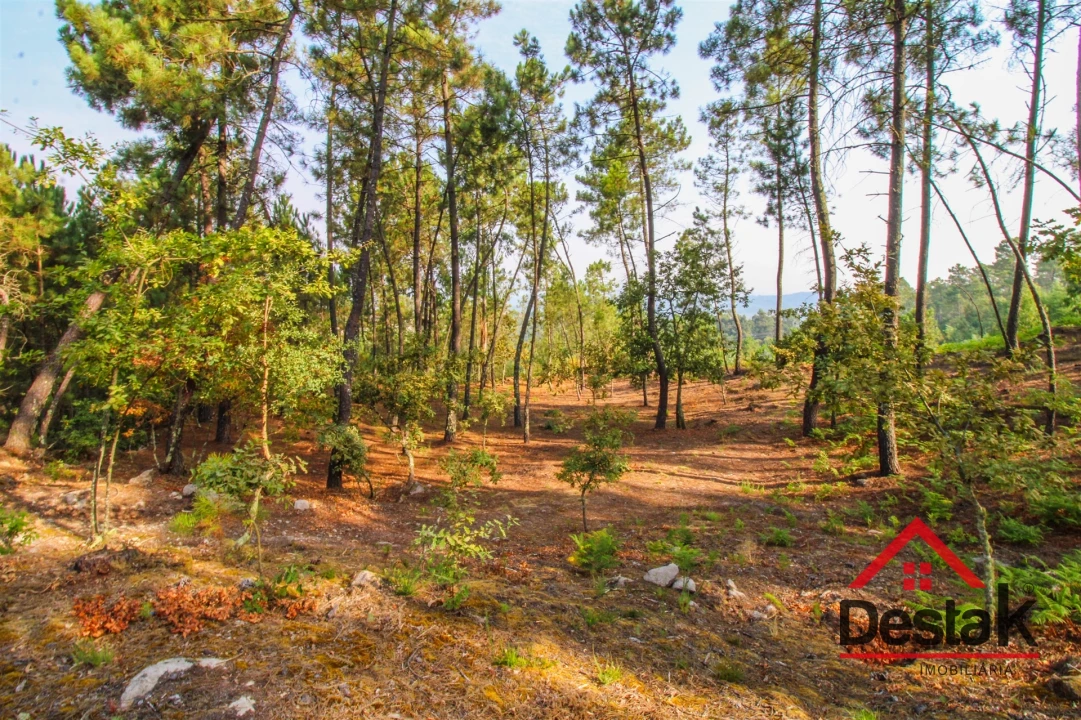 Terreno para Venda em São Miguel do Mato Foto 4